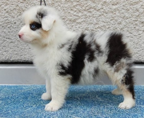 Australsk� ov��k k odb�ru ihned