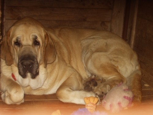 �pan�lsk� Mastin-zad�me �t���tka bez PP- po RODI��CH S PP