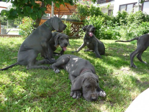 Nemeck� doga modr�