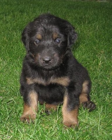 �t��ata Hovawarta (fenky)