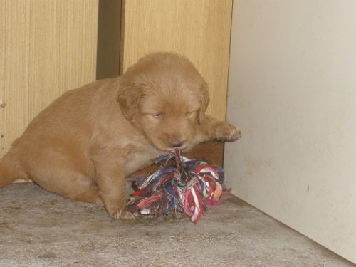 HOVAWART-�T���TKA S PP