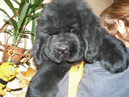 Novofundlandsk� pes