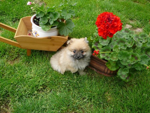 N�meck� �pic trpasli�� bez PP