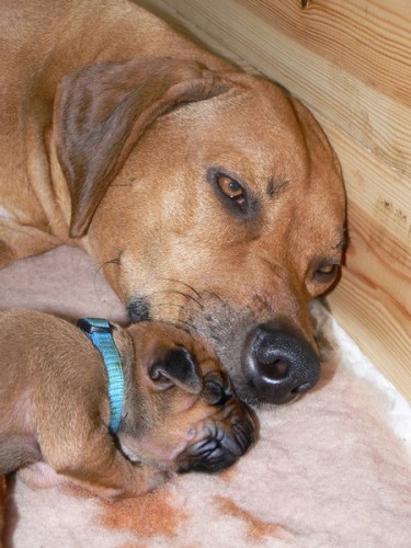 �t��ata � Rhod�sk� ridgeback s PP