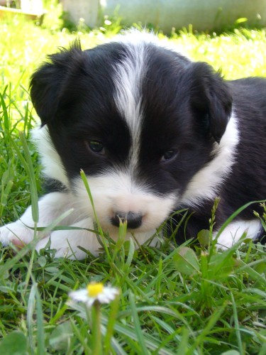 Border kolie �t��ata s PP