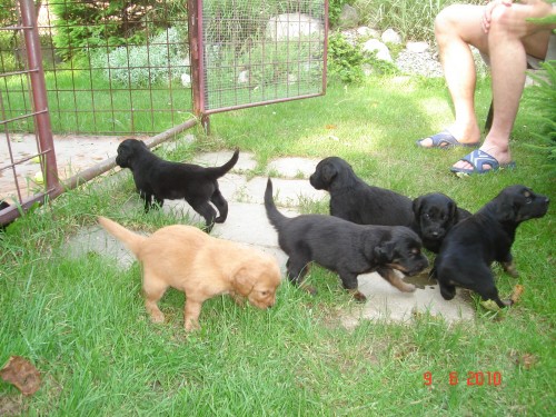 prod�m �t���tka hovawarta