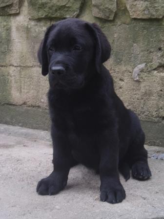 Labrador retriever -�t���tka s PP