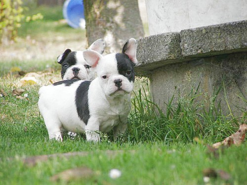 francouzsk� buldo�ek