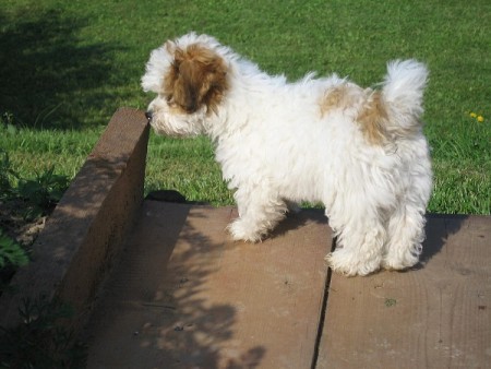 Barevn� bolo�sk� ps�k - �t���tka