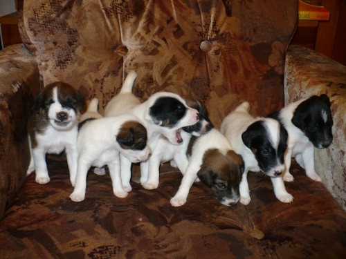 �t���tka hladkosrst�ho foxteri�ra