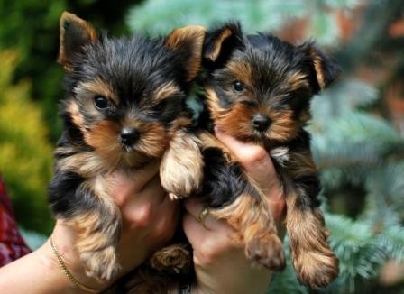 Jork��rsk� teri�r s PP