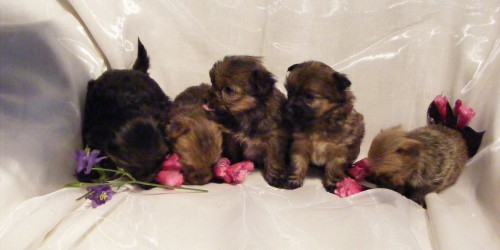 Sladk� �t�n�tka barevn�ch jork��rk� s PP