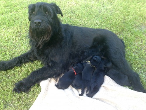 kn�ra� st�edn� �ern�