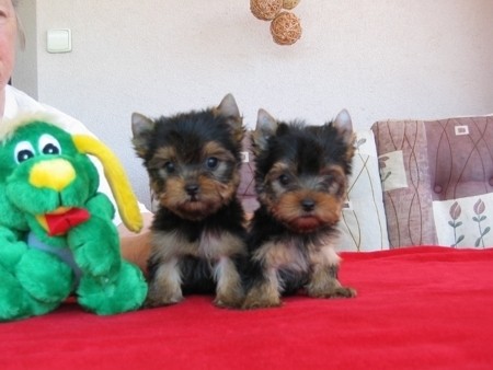 Jork��rsk� terier