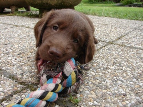 Flat coated retriever hn�d� a �ern� �t��ata