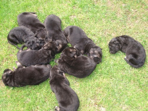 Prod�m �istokrevn� �t��ata NO bez PP.