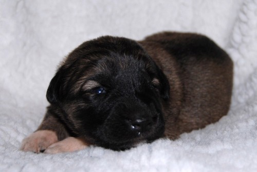 KAVKAZSK� PASTEVECK� PES