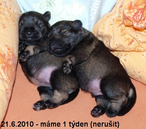 Kn�ra� mal� p+s s PP