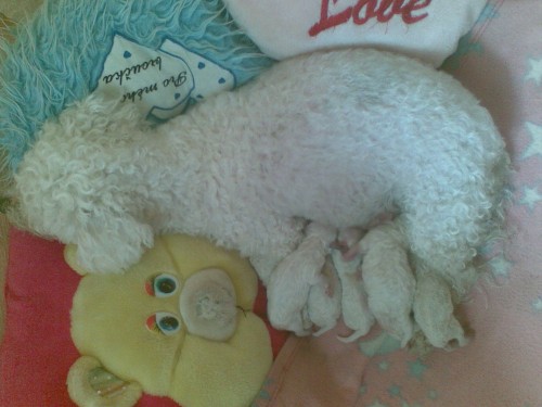 Bi�onek - �t��ata (Bichon � poil fris�)