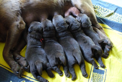 Prod�m �okol�dov� �t��ata labradorsk�ho retrievera s PP