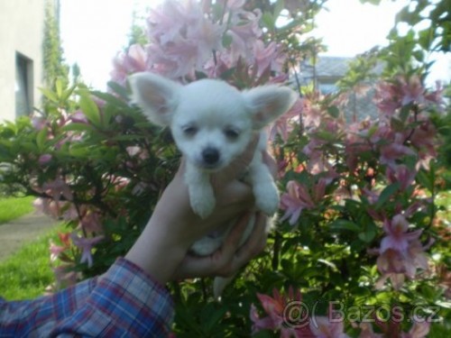 KOUP�M �ivavu, �ivava