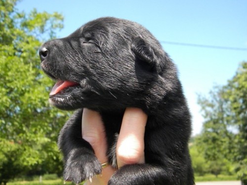 Belgick� ov��k