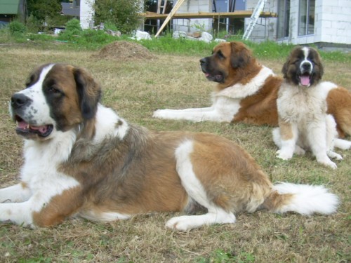 Moskevsk� str�n� pes