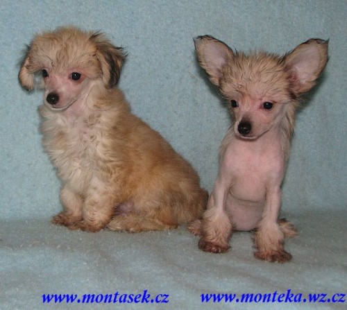 ��nsk� chocholat� pes nah�� i labut�nka