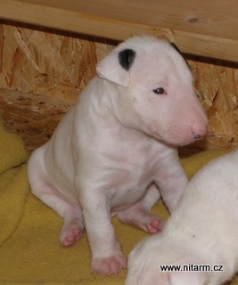 Bullterier s PP-�t���tka