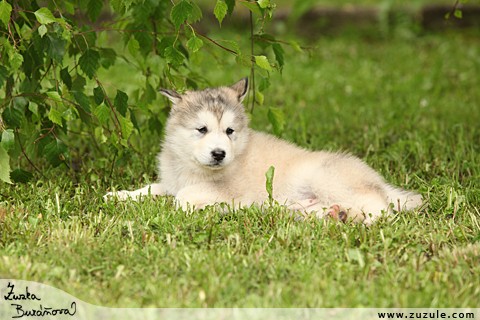 Alja�sk� malamut