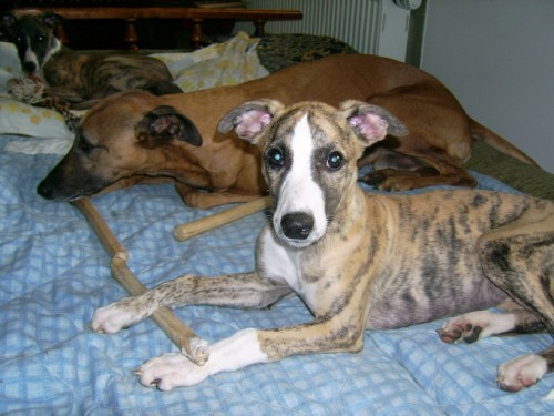 �t���tko vipet / whippet
