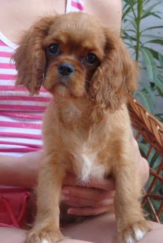 Cavalier King Charles Spaniel s PP