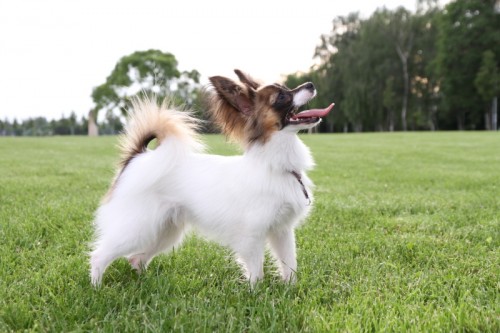 PAPILLON - mot�lek