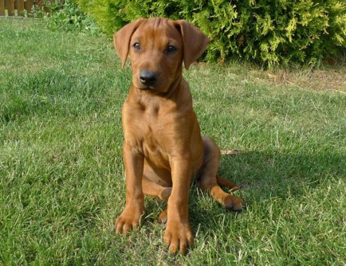 Prod�m �t�n� N�meck�ho pin�e