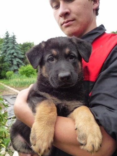 N�meck� ov��k �t�n� s PP