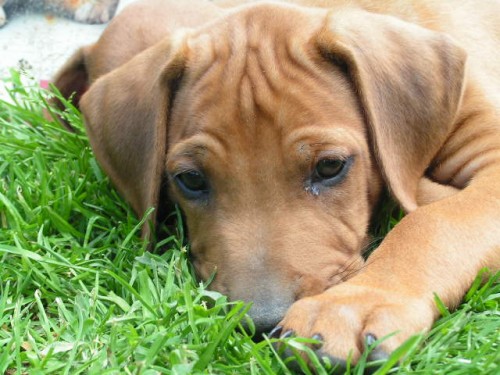 �t���tka rhod�sk�ho ridgebacka s PP