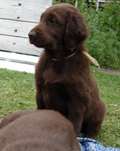 Flat coated retriever �ern� a hn�d� pejsek