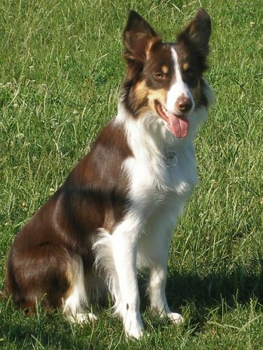 Zad�m �t��ata Border Collii s PP