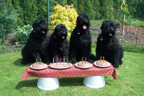 �ern� teri�r - �t��ata