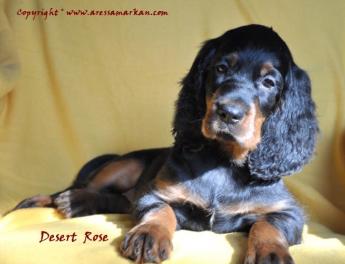 Gordon Setter �t��ata fenky s PP