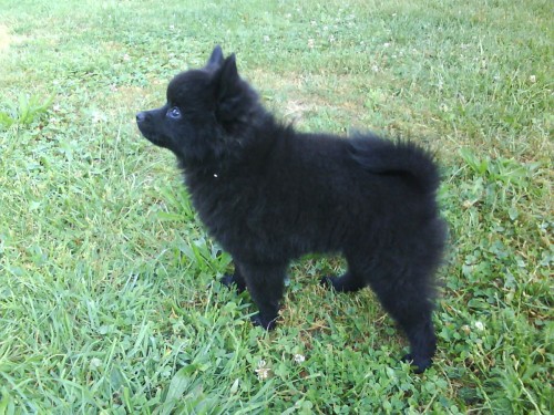 N�meck� �pic mal�