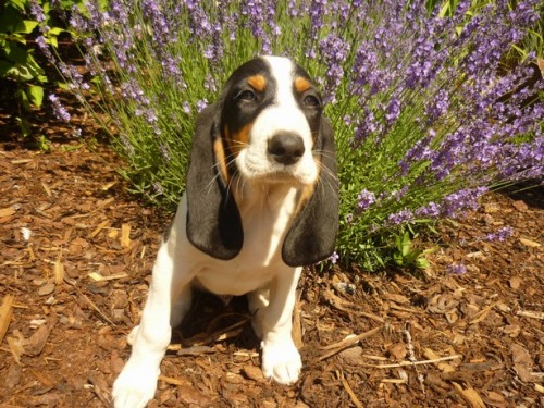 Bernsk� honi�- �t���tka s PP