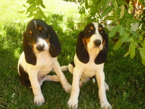 Bernsk� honi�- �t���tka s PP