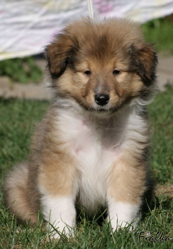 �t�n� kolie dlouhosrst� s PP