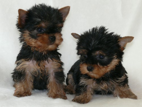 Jork��rsk� terier