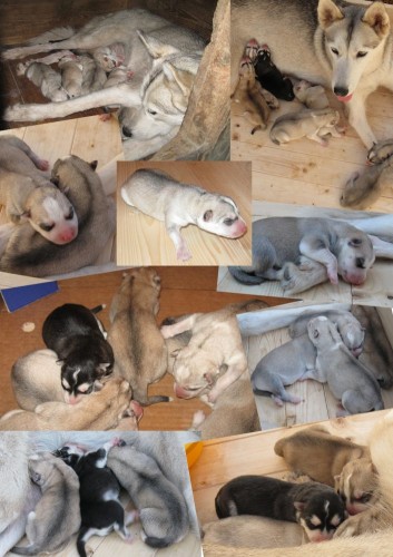 Prod�me �t��ata Sibi�sk�ho husky s PP