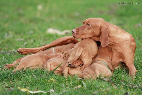 Ma�arsk� oha� - �t��ata s PP