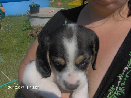 Prod�m posledn� �t���tko pejska- �istokrevn�ho  b�gla / beagle / 