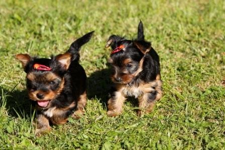 �t���tka jork��rsk�ho teri�ra s PP