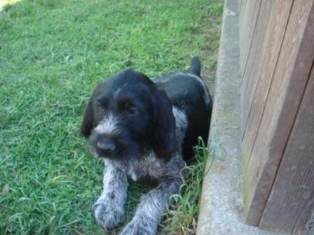 �t��ata NDO s PP